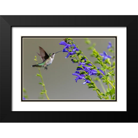 Ruby-throated Hummingbird-Archilochus colubris-at Blue Ensign Salvia-Salvia guaranitica-Marion Coun Black Modern Wood Framed Art Print with Double Matting by Day, Richard and Susan