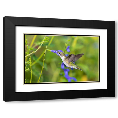Ruby-throated Hummingbird-Archilochus colubris-at Blue Ensign Salvia-Salvia guaranitica-Marion Coun Black Modern Wood Framed Art Print with Double Matting by Day, Richard and Susan