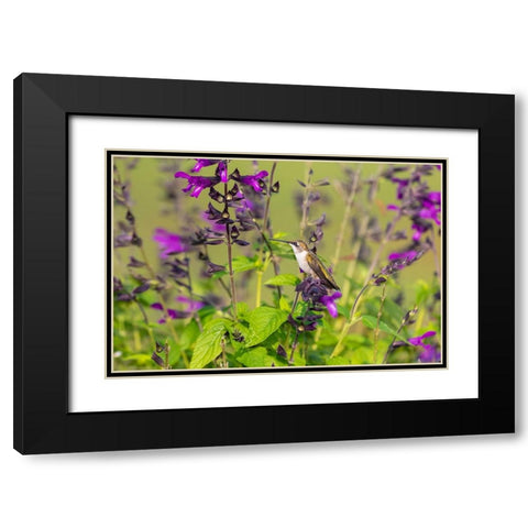 Ruby-throated Hummingbird-Archilochus colubris-at Salvia Purple and Bloom-Salvia guaranitica-Marion Black Modern Wood Framed Art Print with Double Matting by Day, Richard and Susan