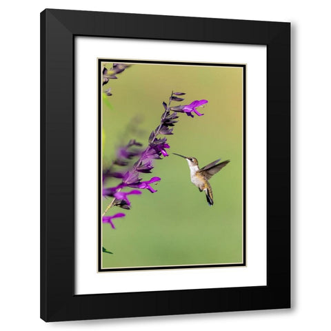 Ruby-throated Hummingbird-Archilochus colubris-at Salvia Purple and Bloom-Salvia guaranitica-Marion Black Modern Wood Framed Art Print with Double Matting by Day, Richard and Susan