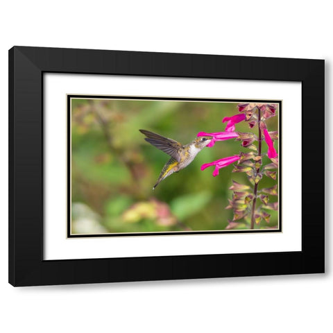 Ruby-throated Hummingbird-Archilochus colubris-at Salvia Fuchsia Rockin Fuchsia-Salvia hybrid-Mario Black Modern Wood Framed Art Print with Double Matting by Day, Richard and Susan
