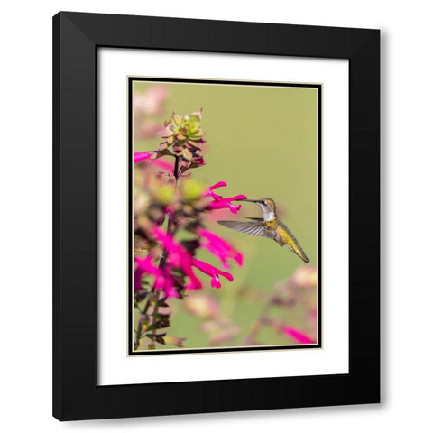 Ruby-throated Hummingbird-Archilochus colubris-at Salvia Fuchsia Rockin Fuchsia-Salvia hybrid-Mario Black Modern Wood Framed Art Print with Double Matting by Day, Richard and Susan