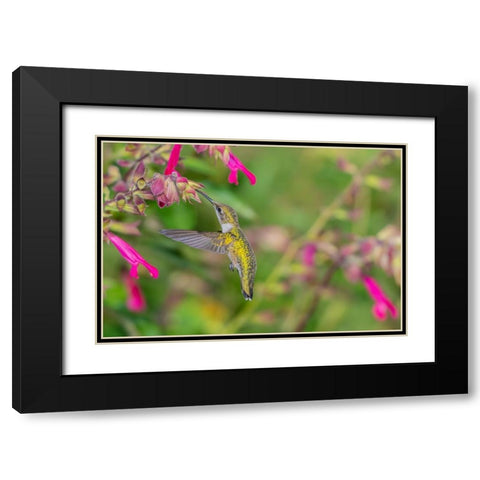 Ruby-throated Hummingbird-Archilochus colubris-at Salvia Fuchsia Rockin Fuchsia-Salvia hybrid-Mario Black Modern Wood Framed Art Print with Double Matting by Day, Richard and Susan