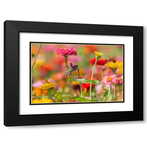 Ruby-throated Hummingbird-Archilochus colubris-at Zinnias Union County-Illinois Black Modern Wood Framed Art Print with Double Matting by Day, Richard and Susan