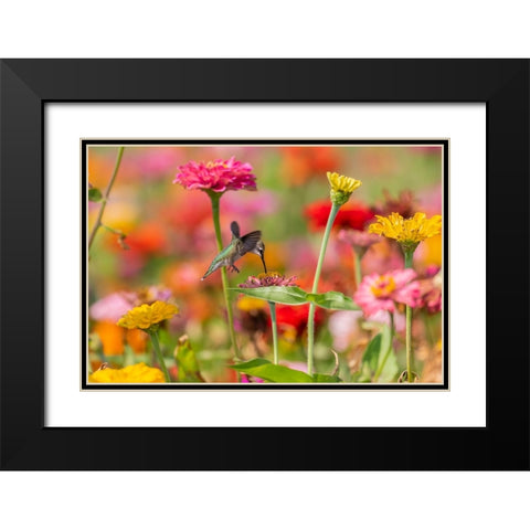 Ruby-throated Hummingbird-Archilochus colubris-at Zinnias Union County-Illinois Black Modern Wood Framed Art Print with Double Matting by Day, Richard and Susan