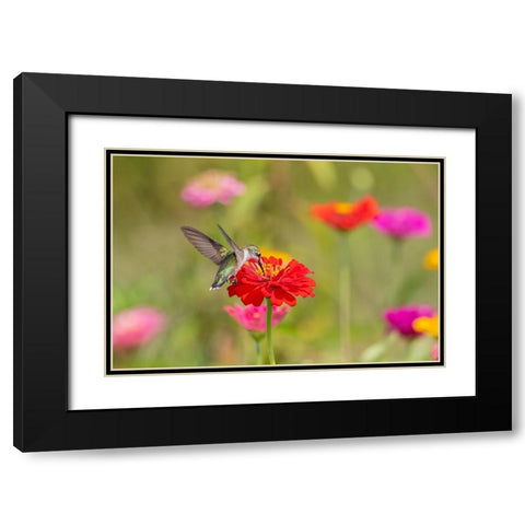 Ruby-throated Hummingbird-Archilochus colubris-at Zinnias Union County-Illinois Black Modern Wood Framed Art Print with Double Matting by Day, Richard and Susan
