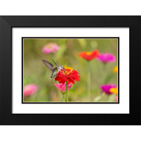 Ruby-throated Hummingbird-Archilochus colubris-at Zinnias Union County-Illinois Black Modern Wood Framed Art Print with Double Matting by Day, Richard and Susan