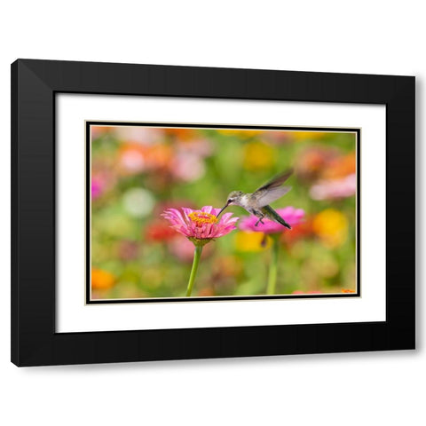 Ruby-throated Hummingbird-Archilochus colubris-at Zinnias Union County-Illinois Black Modern Wood Framed Art Print with Double Matting by Day, Richard and Susan