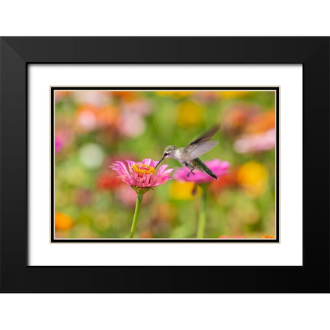Ruby-throated Hummingbird-Archilochus colubris-at Zinnias Union County-Illinois Black Modern Wood Framed Art Print with Double Matting by Day, Richard and Susan