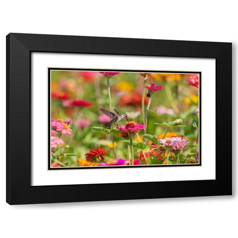 Ruby-throated Hummingbird-Archilochus colubris-at Zinnias Union County-Illinois Black Modern Wood Framed Art Print with Double Matting by Day, Richard and Susan