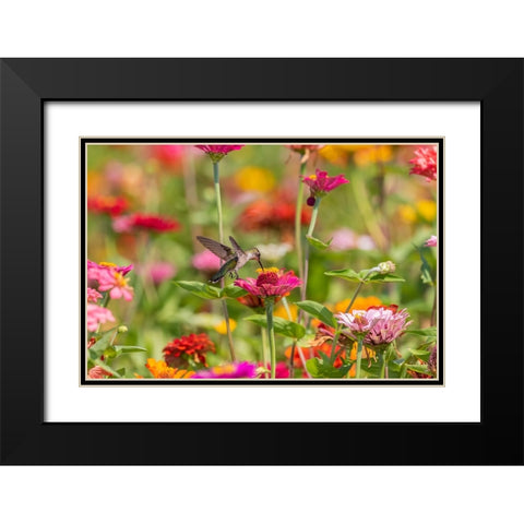 Ruby-throated Hummingbird-Archilochus colubris-at Zinnias Union County-Illinois Black Modern Wood Framed Art Print with Double Matting by Day, Richard and Susan