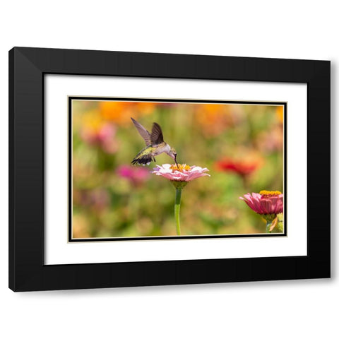 Ruby-throated Hummingbird-Archilochus colubris-at Zinnias Union County-Illinois Black Modern Wood Framed Art Print with Double Matting by Day, Richard and Susan