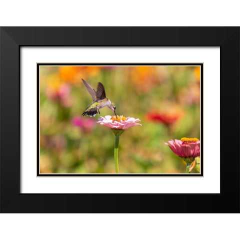 Ruby-throated Hummingbird-Archilochus colubris-at Zinnias Union County-Illinois Black Modern Wood Framed Art Print with Double Matting by Day, Richard and Susan