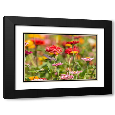Ruby-throated Hummingbird-Archilochus colubris-at Zinnias Union County-Illinois Black Modern Wood Framed Art Print with Double Matting by Day, Richard and Susan
