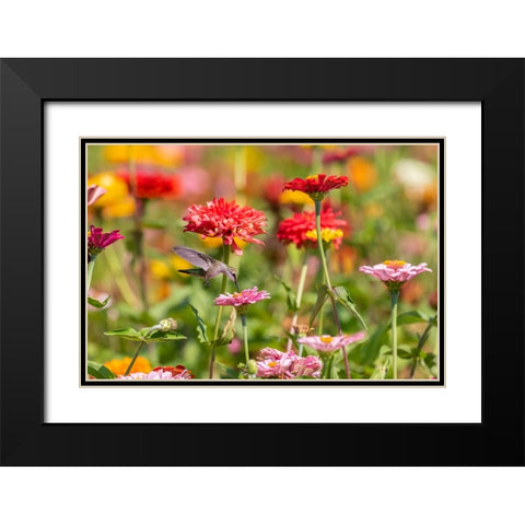 Ruby-throated Hummingbird-Archilochus colubris-at Zinnias Union County-Illinois Black Modern Wood Framed Art Print with Double Matting by Day, Richard and Susan