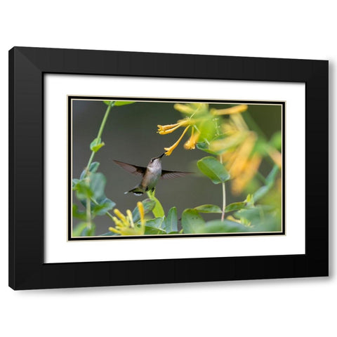 Ruby-throated Hummingbird-Archilochus colubris-at honeysuckle-Lonicera sempervirens f-sulphurea Joh Black Modern Wood Framed Art Print with Double Matting by Day, Richard and Susan