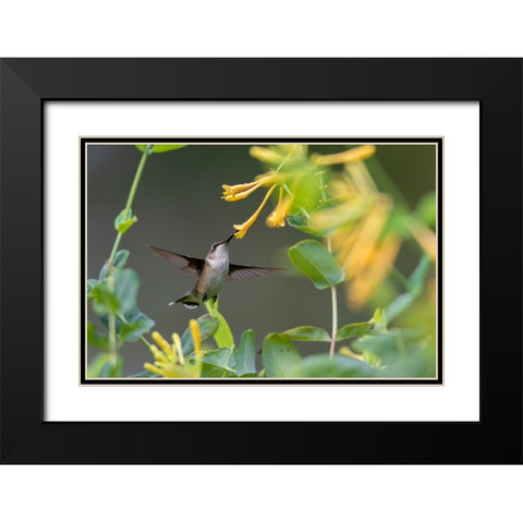 Ruby-throated Hummingbird-Archilochus colubris-at honeysuckle-Lonicera sempervirens f-sulphurea Joh Black Modern Wood Framed Art Print with Double Matting by Day, Richard and Susan