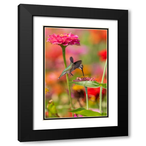 Ruby-throated Hummingbird-Archilochus colubris-at Zinnias Union County-Illinois Black Modern Wood Framed Art Print with Double Matting by Day, Richard and Susan