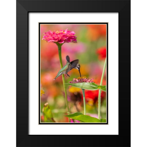 Ruby-throated Hummingbird-Archilochus colubris-at Zinnias Union County-Illinois Black Modern Wood Framed Art Print with Double Matting by Day, Richard and Susan