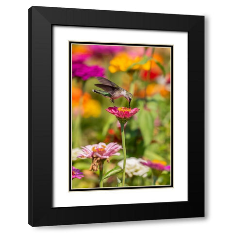 Ruby-throated Hummingbird-Archilochus colubris-at Zinnias Union County-Illinois Black Modern Wood Framed Art Print with Double Matting by Day, Richard and Susan