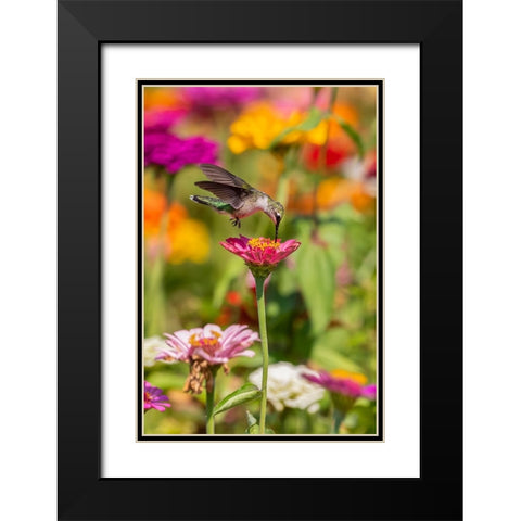 Ruby-throated Hummingbird-Archilochus colubris-at Zinnias Union County-Illinois Black Modern Wood Framed Art Print with Double Matting by Day, Richard and Susan