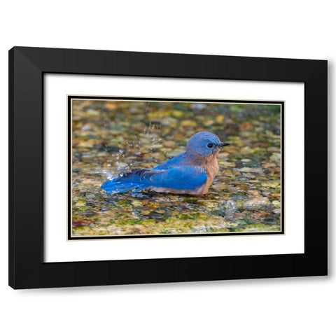 Eastern Bluebird-Sialia sialis-male bathing Marion County-Illinois Black Modern Wood Framed Art Print with Double Matting by Day, Richard and Susan