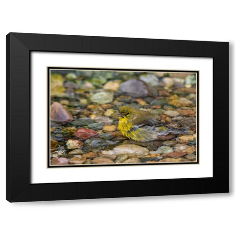 Pine Warbler-Setophaga pinus-bathing Marion County-Illinois Black Modern Wood Framed Art Print with Double Matting by Day, Richard and Susan