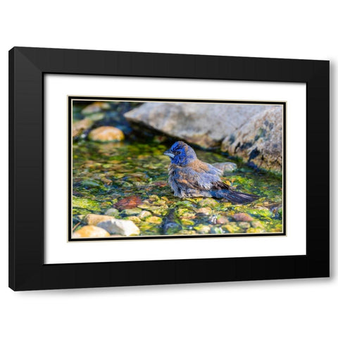 Blue Grosbeak-Passerina caerulea-male bathing Marion County-Illinois Black Modern Wood Framed Art Print with Double Matting by Day, Richard and Susan