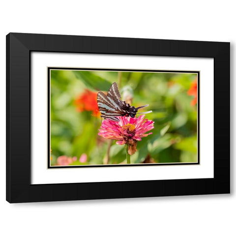 Zebra Swallowtail-Protographium marcellus-on Zinnia Union County-Illinois Black Modern Wood Framed Art Print with Double Matting by Day, Richard and Susan