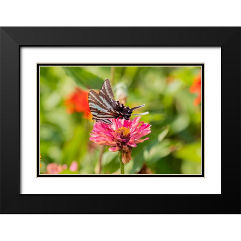 Zebra Swallowtail-Protographium marcellus-on Zinnia Union County-Illinois Black Modern Wood Framed Art Print with Double Matting by Day, Richard and Susan