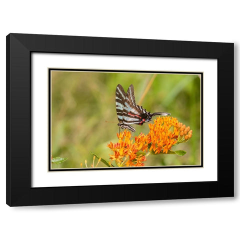 Zebra Swallowtail-Protographium marcellus-on Butterfly Milkweed-Asclepias tuberosa-Marion County-Il Black Modern Wood Framed Art Print with Double Matting by Day, Richard and Susan
