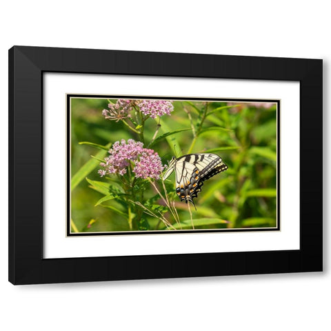 Eastern Tiger Swallowtail-Papilio glaucus-on Swamp Milkweed-Asclepias incarnata-Marion County-Illin Black Modern Wood Framed Art Print with Double Matting by Day, Richard and Susan