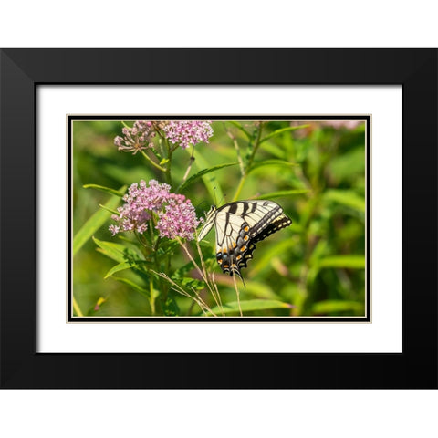 Eastern Tiger Swallowtail-Papilio glaucus-on Swamp Milkweed-Asclepias incarnata-Marion County-Illin Black Modern Wood Framed Art Print with Double Matting by Day, Richard and Susan