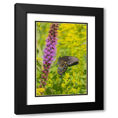 Spicebush Swallowtail-Papilio troilus-on Blazing Star-Liatris spicata-Marion County-Illinois Black Modern Wood Framed Art Print with Double Matting by Day, Richard and Susan