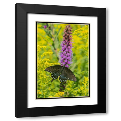 Spicebush Swallowtail-Papilio troilus-on Blazing Star-Liatris spicata-Marion County-Illinois Black Modern Wood Framed Art Print with Double Matting by Day, Richard and Susan