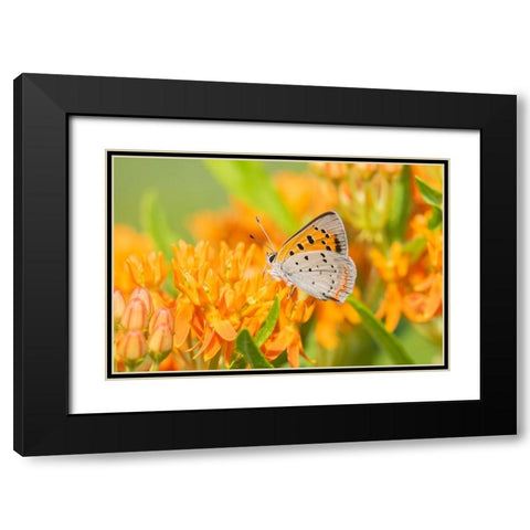 American Copper-Lycaena phlaeas-on Butterfly Milkweed-Asclepias tuberosa-Lawrence County-Illinois Black Modern Wood Framed Art Print with Double Matting by Day, Richard and Susan