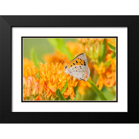 American Copper-Lycaena phlaeas-on Butterfly Milkweed-Asclepias tuberosa-Lawrence County-Illinois Black Modern Wood Framed Art Print with Double Matting by Day, Richard and Susan