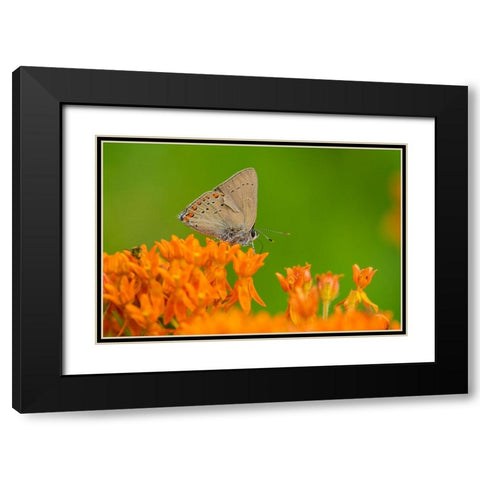 Coral Hairstreak-Satyrium titus-on Butterfly Milkweed-Asclepias tuberosa-Stephen A-Forbes State Par Black Modern Wood Framed Art Print with Double Matting by Day, Richard and Susan
