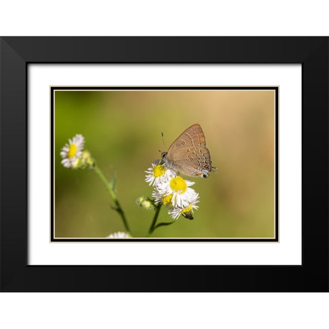 Banded Hairstreak-Satryium calanus-Marion County-Illinois Black Modern Wood Framed Art Print with Double Matting by Day, Richard and Susan