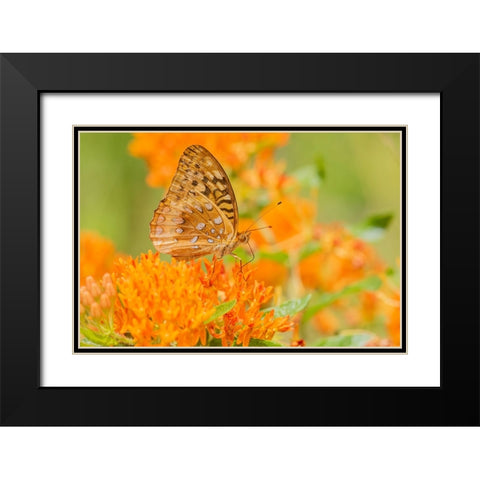 Great Spangled Fritillary-Speyeria cybele-on Butterfly Milkweed-Asclepias tuberosa-Marion County-Il Black Modern Wood Framed Art Print with Double Matting by Day, Richard and Susan