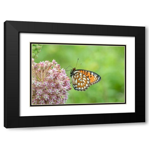 Regal Fritillary-Speyeria idalia-female on Common Milkweed-Asclepias syriaca-Sand Prairie-Scrub Oak Black Modern Wood Framed Art Print with Double Matting by Day, Richard and Susan