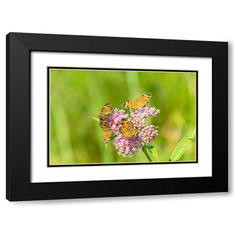Pearl Crescents-Phyciodes tharos-on Swamp Milkweed-Asclepias incarnata-Marion County-Illinois Black Modern Wood Framed Art Print with Double Matting by Day, Richard and Susan