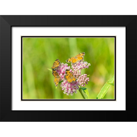 Pearl Crescents-Phyciodes tharos-on Swamp Milkweed-Asclepias incarnata-Marion County-Illinois Black Modern Wood Framed Art Print with Double Matting by Day, Richard and Susan