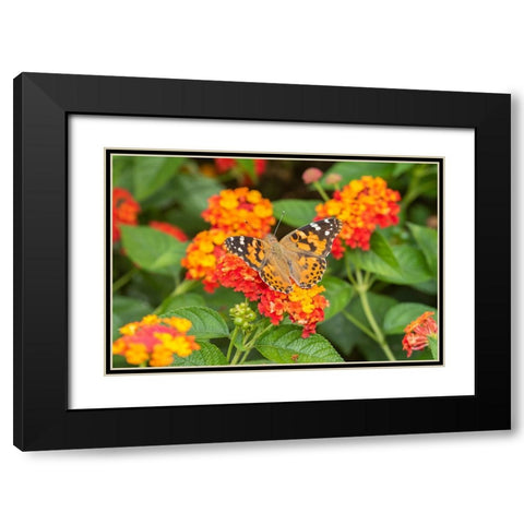 Painted Lady-Vanessa cardui-on Red Spread Lantana-Lantana camara-Marion County-Illinois Black Modern Wood Framed Art Print with Double Matting by Day, Richard and Susan