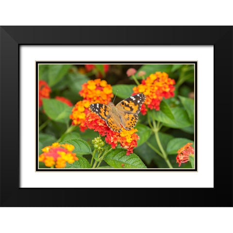 Painted Lady-Vanessa cardui-on Red Spread Lantana-Lantana camara-Marion County-Illinois Black Modern Wood Framed Art Print with Double Matting by Day, Richard and Susan