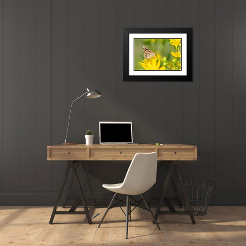 Painted Lady-Vanessa cardui-on Cup Plant-Silphium perfoliatum-Marion County-Illinois Black Modern Wood Framed Art Print with Double Matting by Day, Richard and Susan