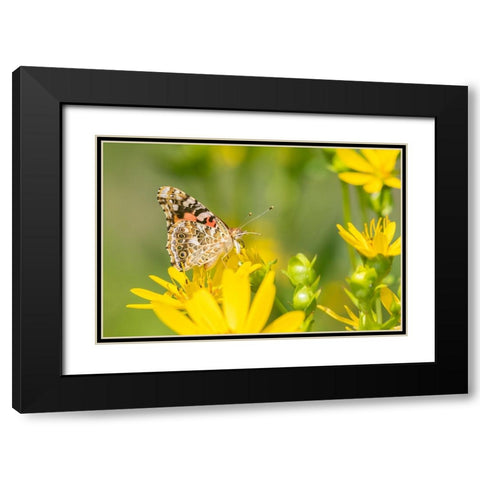 Painted Lady-Vanessa cardui-on Cup Plant-Silphium perfoliatum-Marion County-Illinois Black Modern Wood Framed Art Print with Double Matting by Day, Richard and Susan