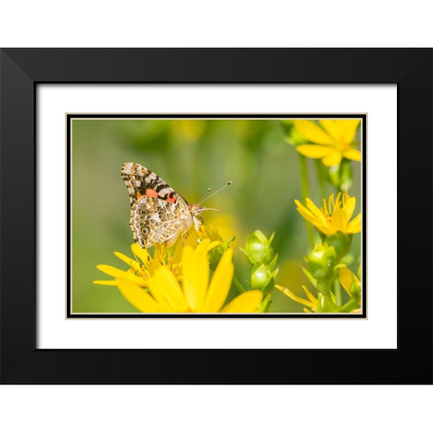 Painted Lady-Vanessa cardui-on Cup Plant-Silphium perfoliatum-Marion County-Illinois Black Modern Wood Framed Art Print with Double Matting by Day, Richard and Susan