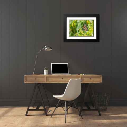 Viceroy-Limenitis archippus-in prairie Marion County-Illinois Black Modern Wood Framed Art Print with Double Matting by Day, Richard and Susan