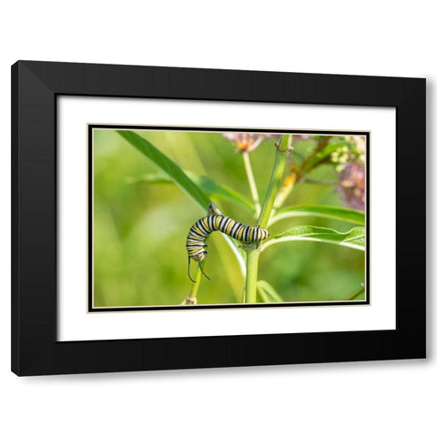 Monarch-Danaus plexippus-caterpillar on Swamp Milkweed-Asclepias incarnata-Marion County-Illinois Black Modern Wood Framed Art Print with Double Matting by Day, Richard and Susan